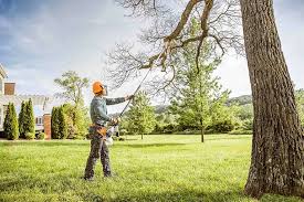 Best Tree Cabling and Bracing  in Durham, NC