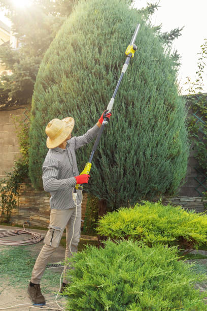 Best Tree Trimming and Pruning  in Durham, NC